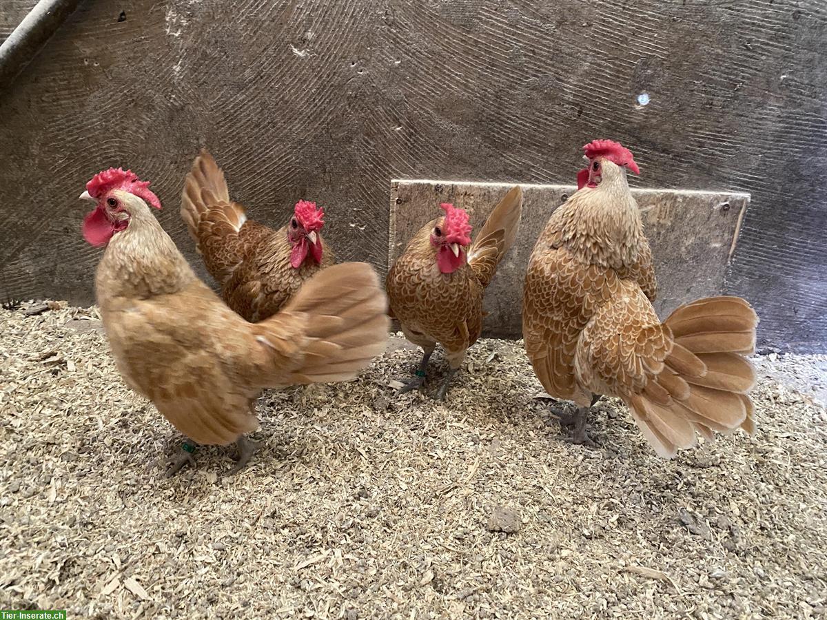 Bild 2: Junge Sebright-Hähne Chamois