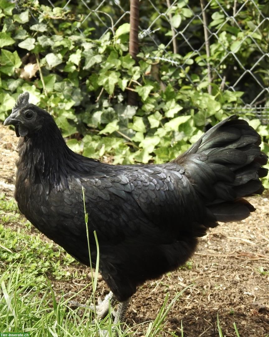 Junge Ayam Cemani Hennen, schwarze Färbung