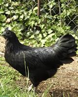 Junge Ayam Cemani Hennen, schwarze Färbung