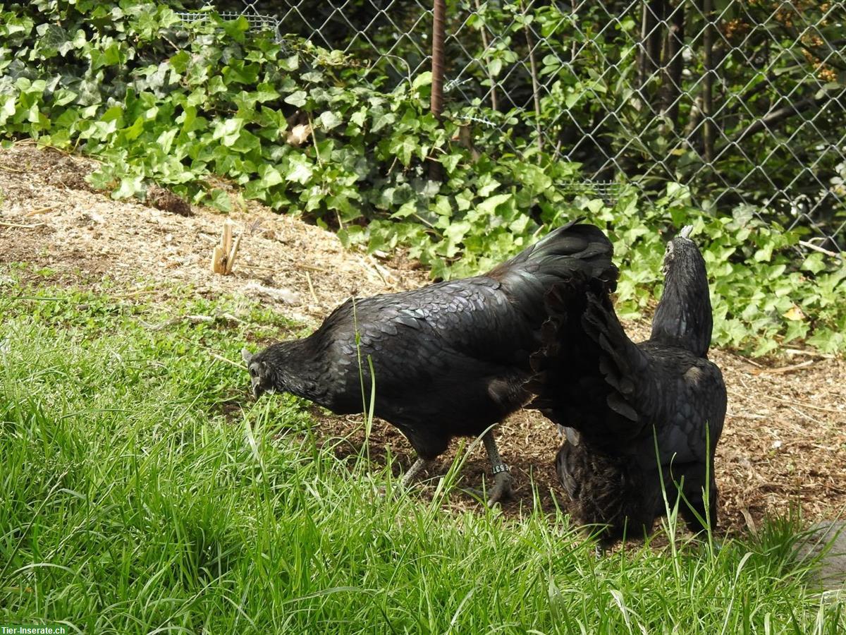Bild 2: Junge Ayam Cemani Hennen, schwarze Färbung