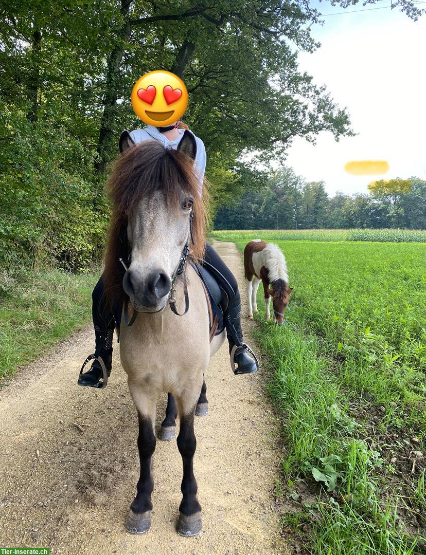 Bild 2: Isländer Islandstute Isi Islandpferd, Verkauf oder ans Futter