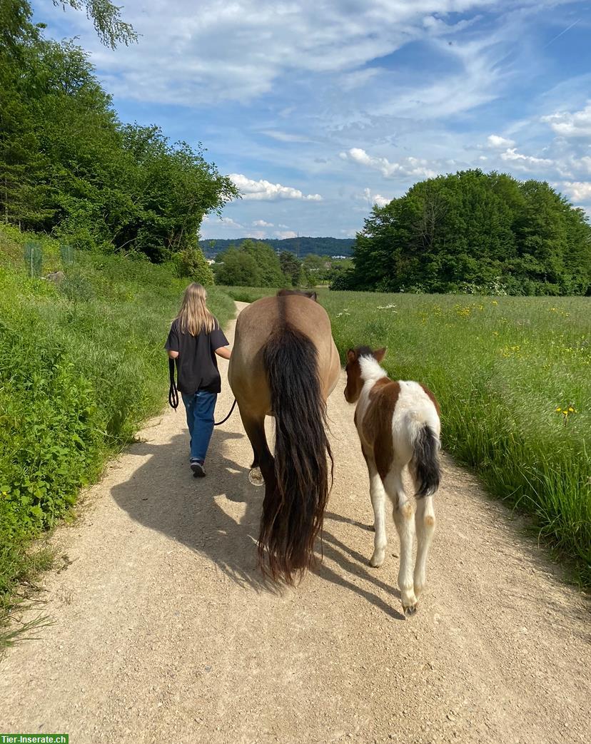 Bild 3: Isländer Islandstute Isi Islandpferd, Verkauf oder ans Futter