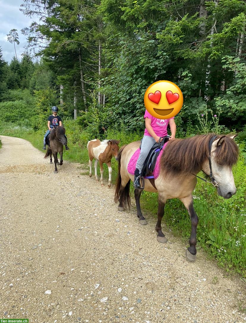 Bild 4: Isländer Islandstute Isi Islandpferd, Verkauf oder ans Futter