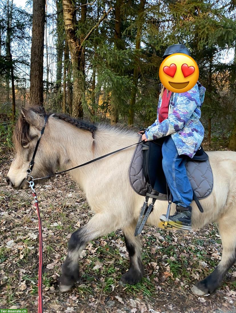 Bild 5: Isländer Islandstute Isi Islandpferd, Verkauf oder ans Futter