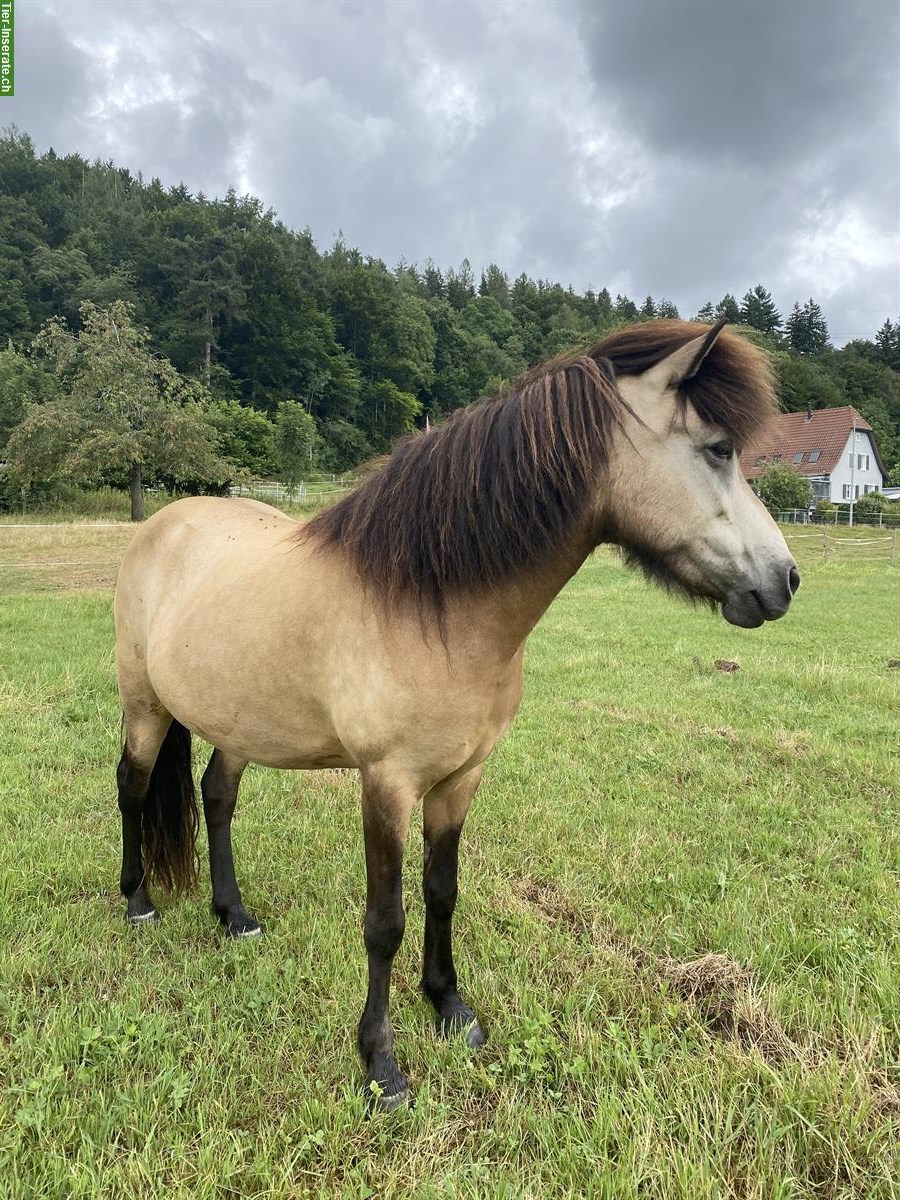 Bild 6: Isländer Islandstute Isi Islandpferd, Verkauf oder ans Futter