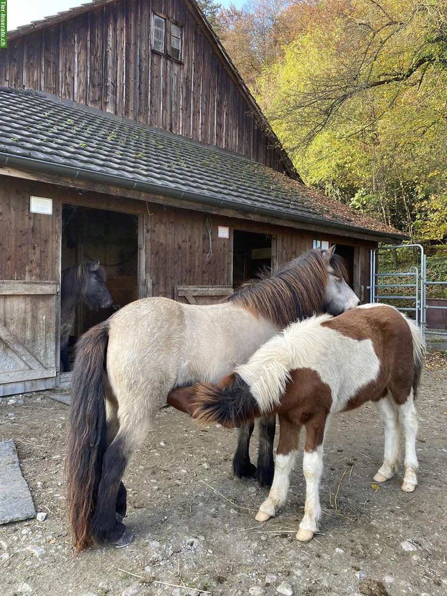 Bild 8: Isländer Islandstute Isi Islandpferd, Verkauf oder ans Futter