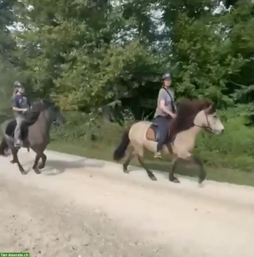 Bild 9: Isländer Islandstute Isi Islandpferd, Verkauf oder ans Futter