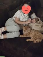 Junge Katze (Kater), kinderlieb und verspielt