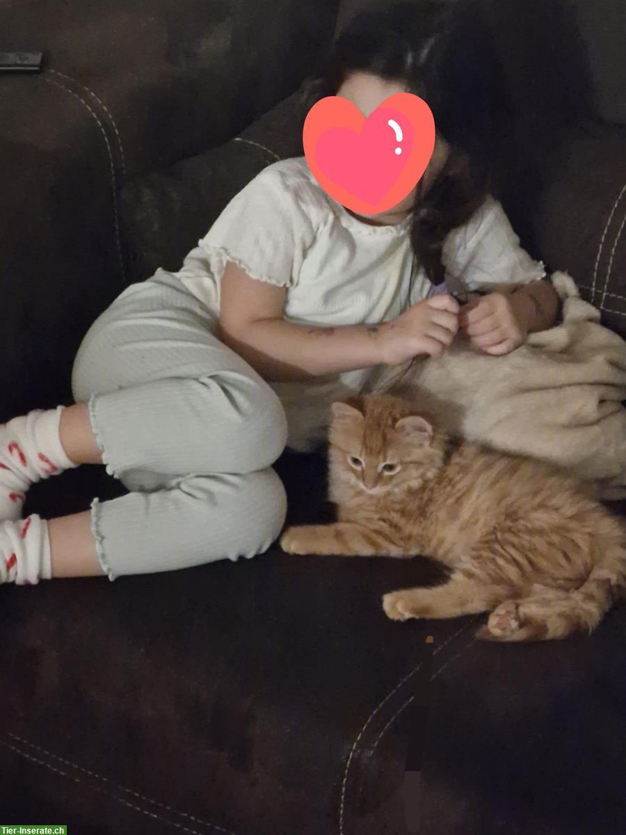 Bild 2: Junge Katze (Kater), kinderlieb und verspielt