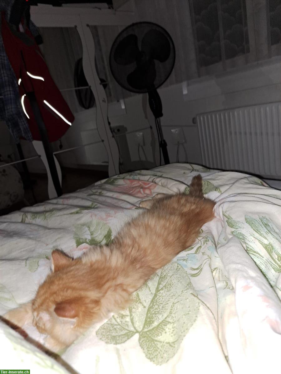 Bild 3: Junge Katze (Kater), kinderlieb und verspielt