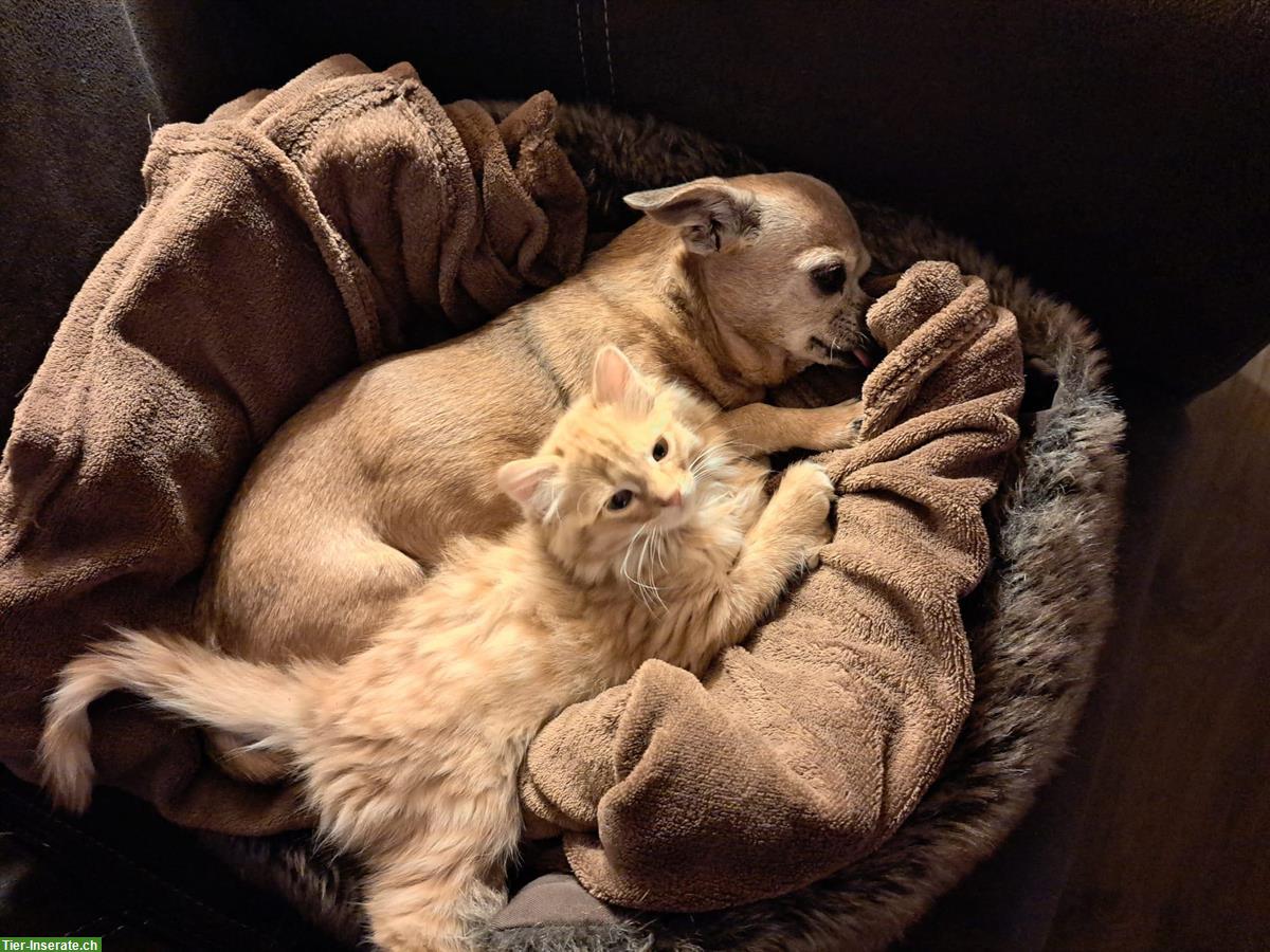 Bild 4: Junge Katze (Kater), kinderlieb und verspielt