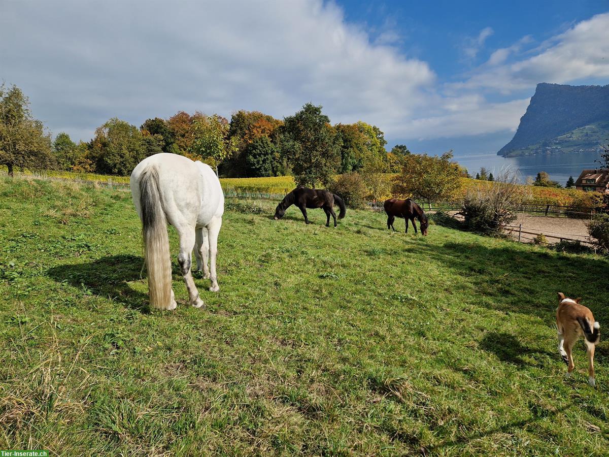Bild 2: Pferdeboxe mit Auslauf frei ab Ende Januar 2026, Horw LU