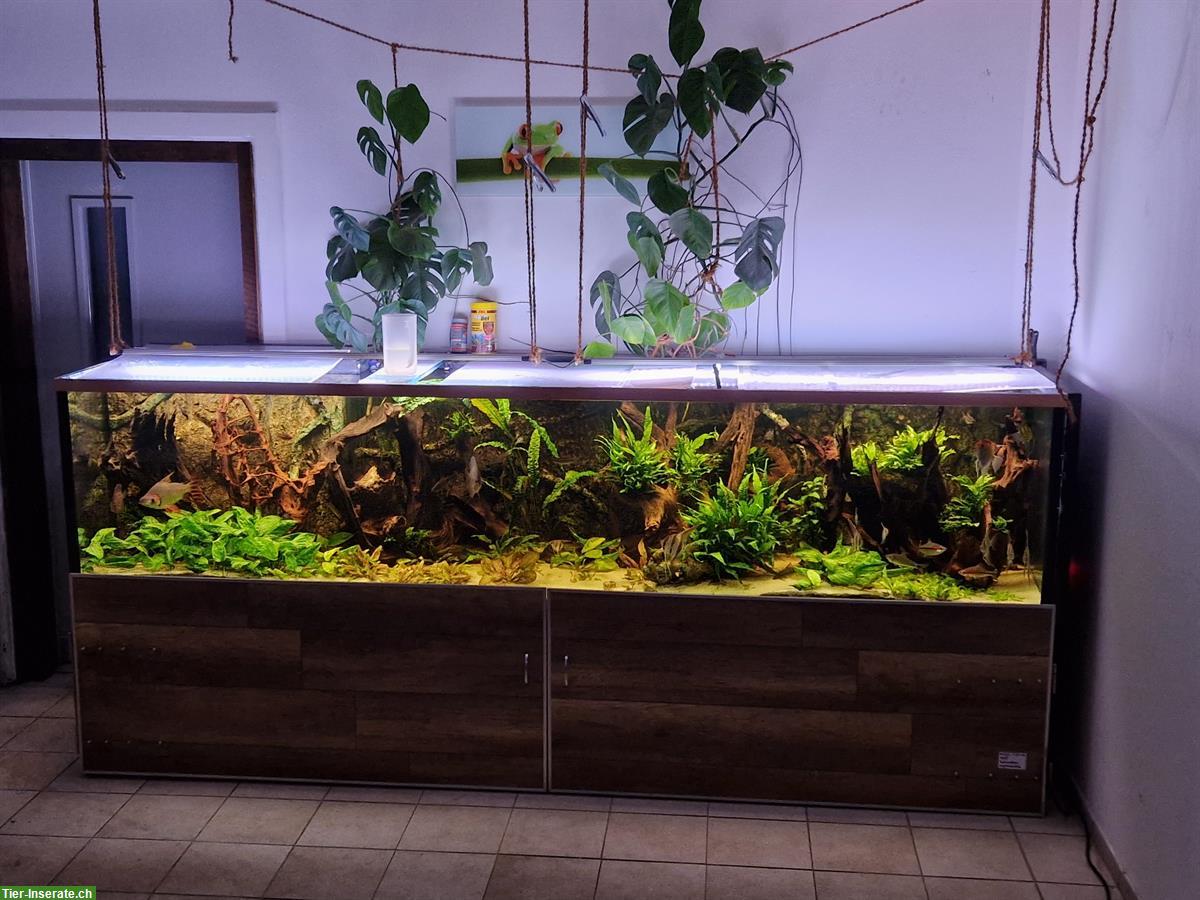 Aquarium 1500 Liter mit wunderschönem Unterschrank