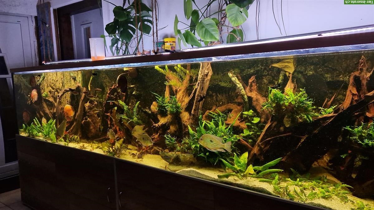 Bild 2: Aquarium 1500 Liter mit wunderschönem Unterschrank