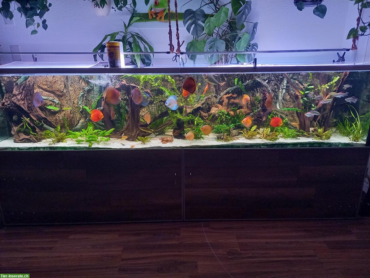 Bild 3: Aquarium 1500 Liter mit wunderschönem Unterschrank
