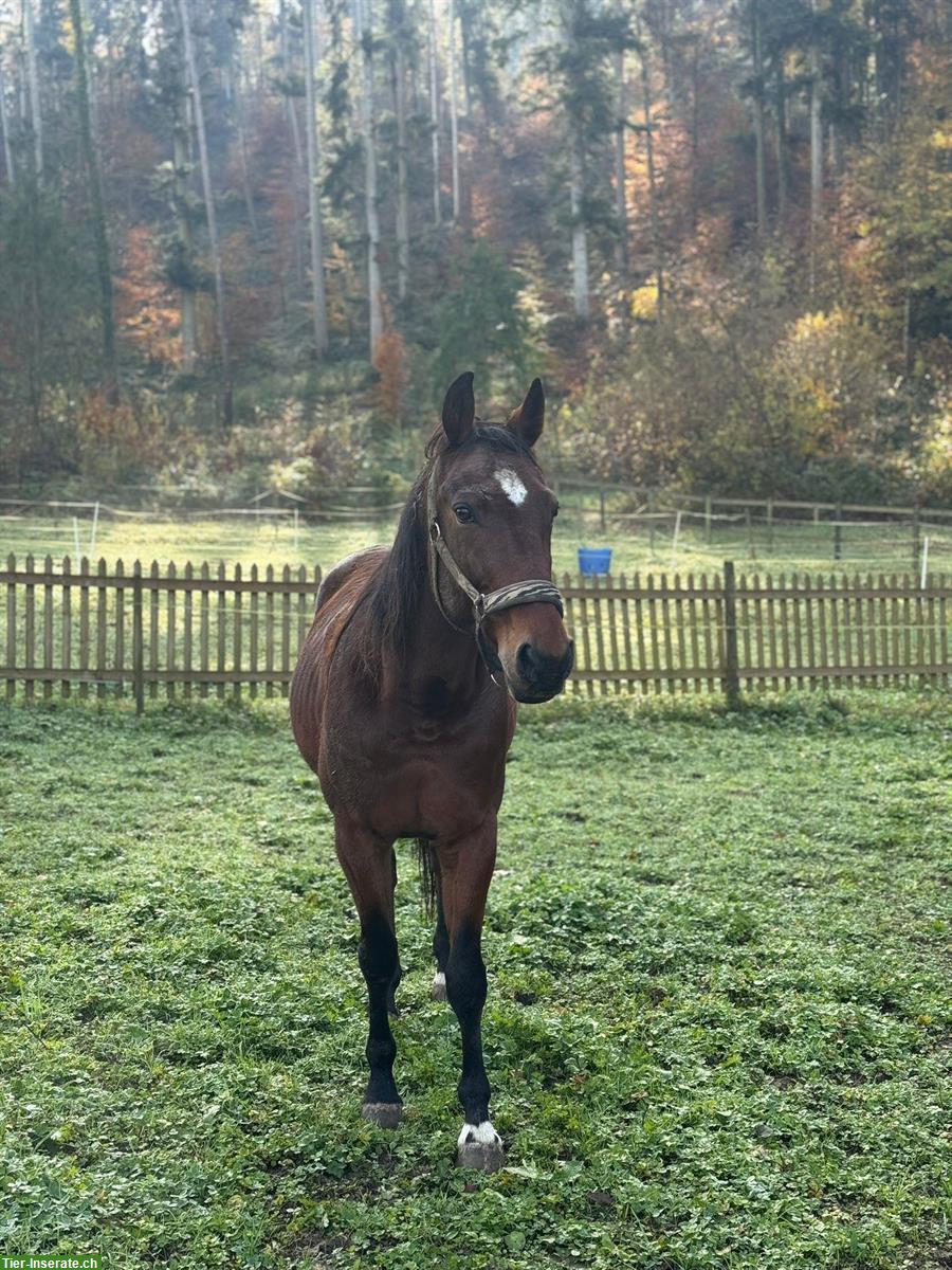 Reitbeteiligung gesucht für lieben Traber Wallach im Aargau