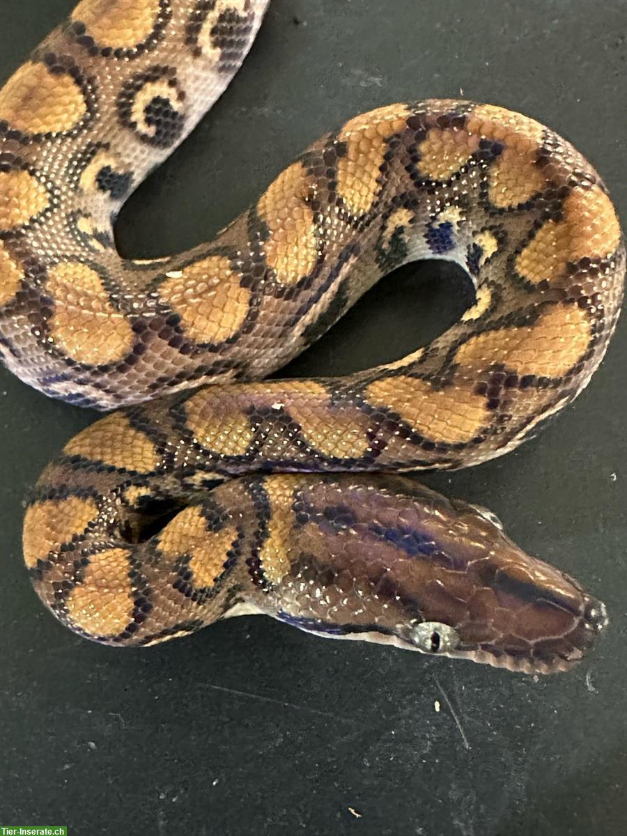 Rote Regenbogenboas zu verkaufen, Jungtiere, ENZ