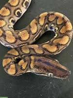 Rote Regenbogenboas zu verkaufen, Jungtiere, ENZ