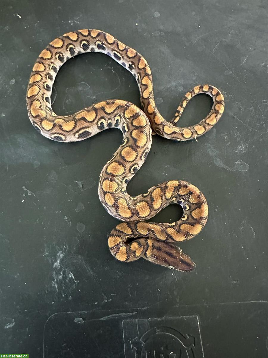 Bild 2: Rote Regenbogenboas zu verkaufen, Jungtiere, ENZ