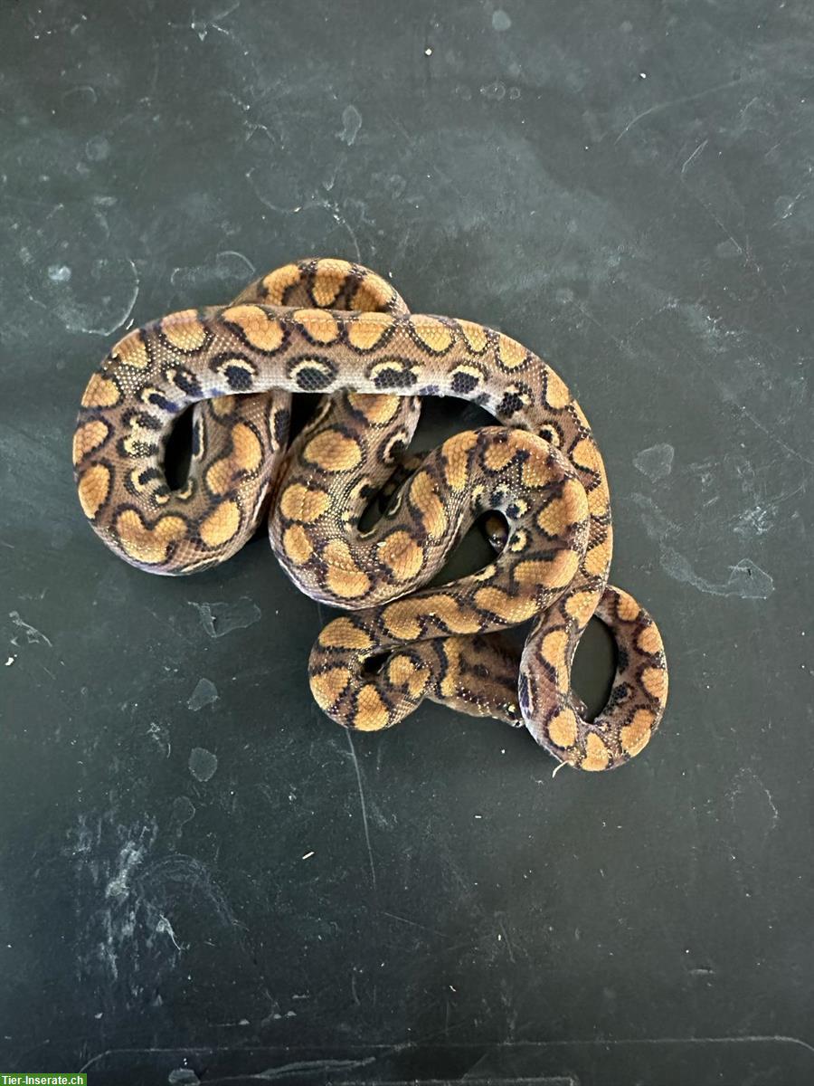 Bild 3: Rote Regenbogenboas zu verkaufen, Jungtiere, ENZ