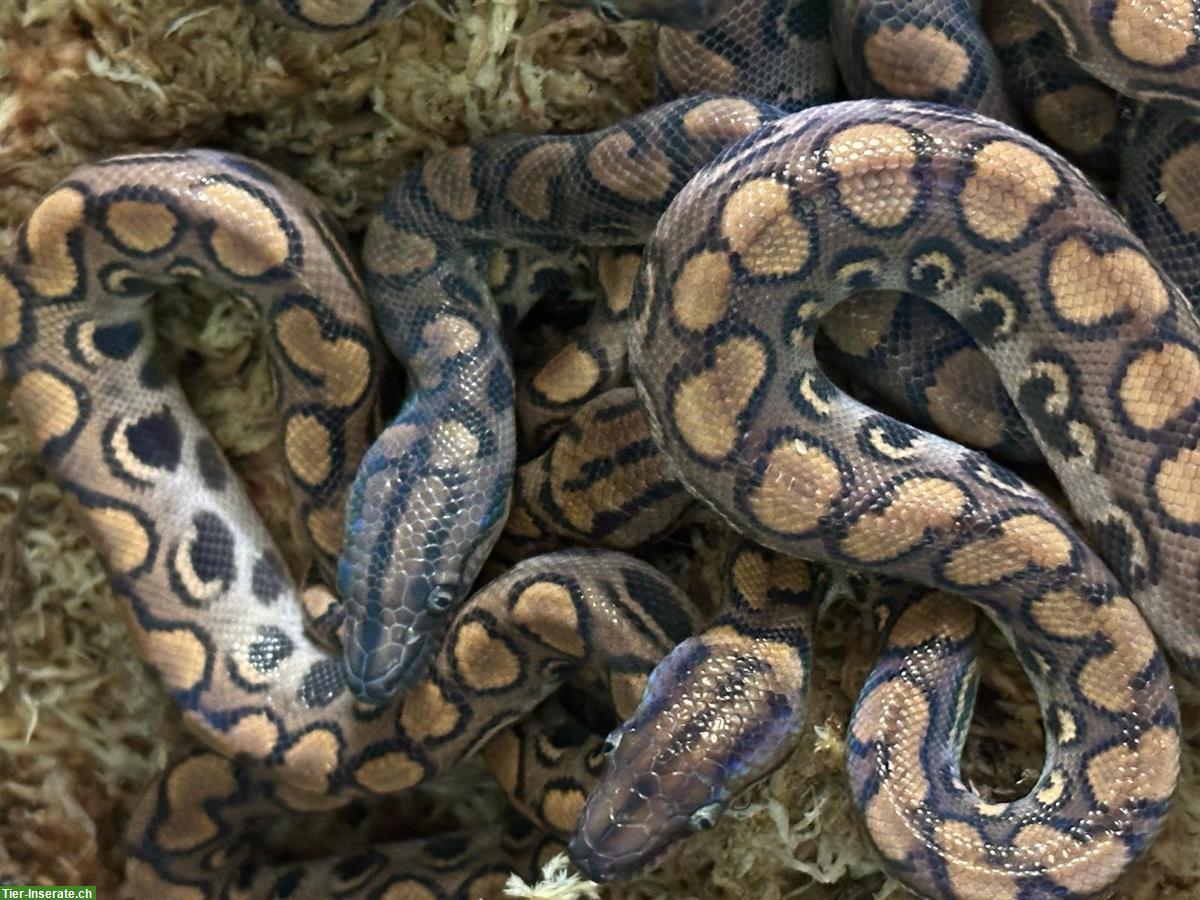 Bild 4: Rote Regenbogenboas zu verkaufen, Jungtiere, ENZ