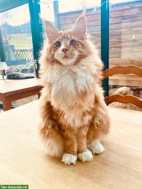 Bild 3: 2 Maine Coon Buben mit Stammbaum zusammen abzugeben