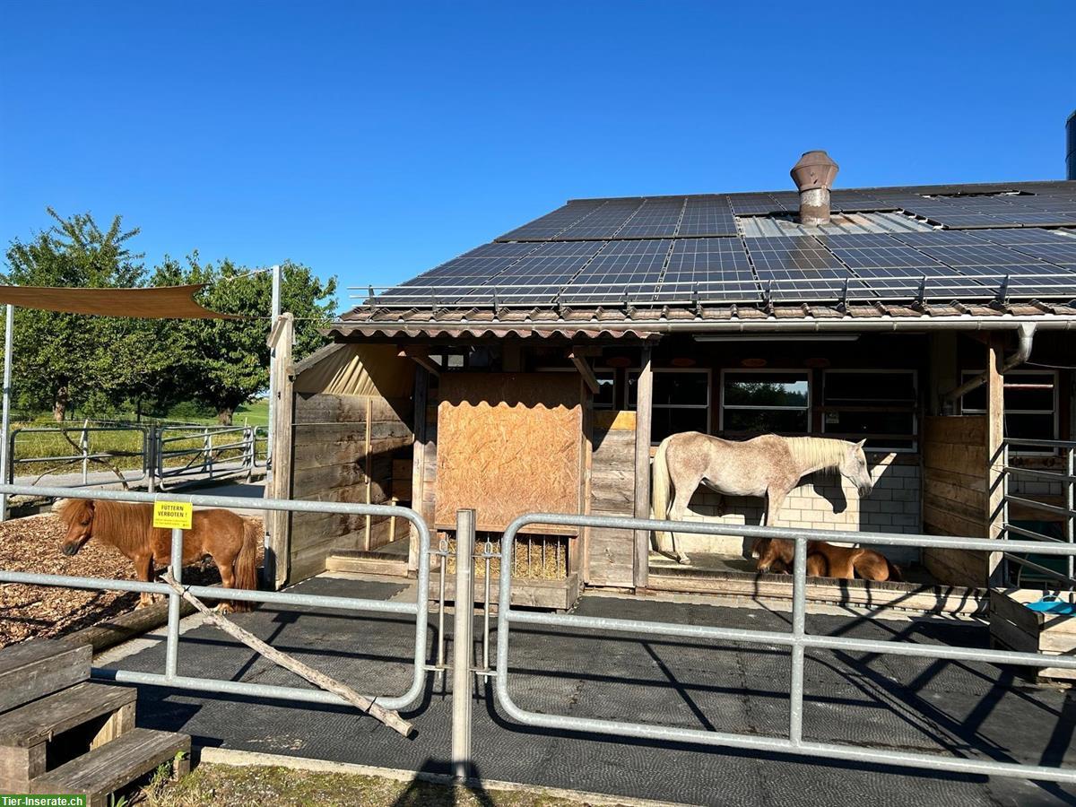 🐴Pensionsplatz für Shetty oder Pony in 8604 Volketswil zu vergeben