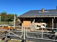 🐴Pensionsplatz für Shetty oder Pony in 8604 Volketswil zu vergeben