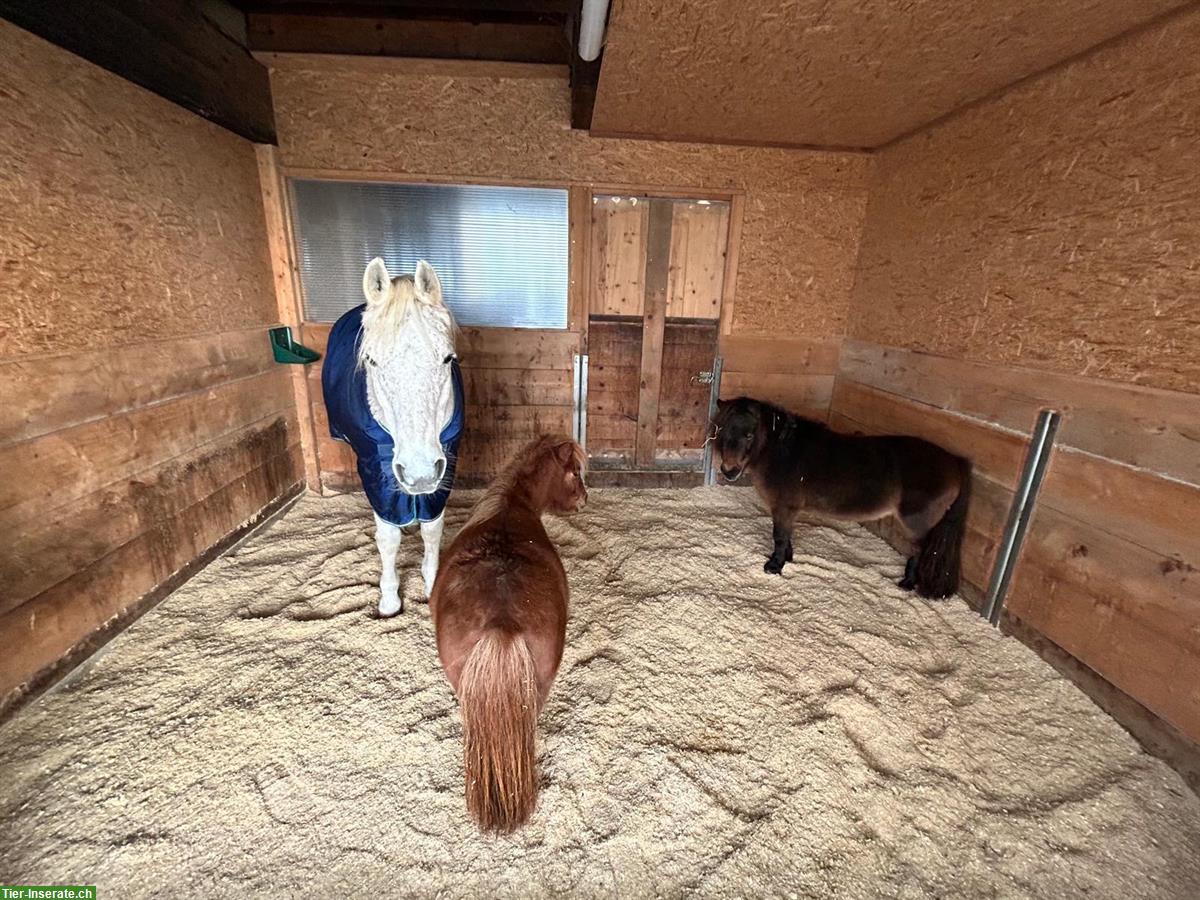 Bild 2: 🐴Pensionsplatz für Shetty oder Pony in 8604 Volketswil zu vergeben