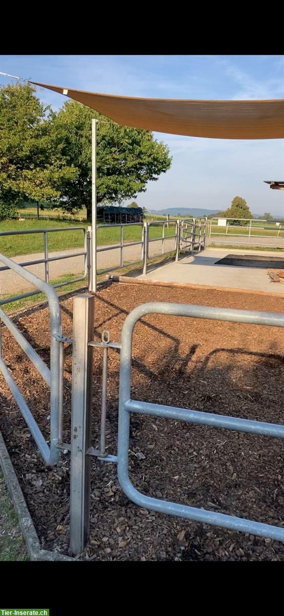 Bild 3: 🐴Pensionsplatz für Shetty oder Pony in 8604 Volketswil zu vergeben