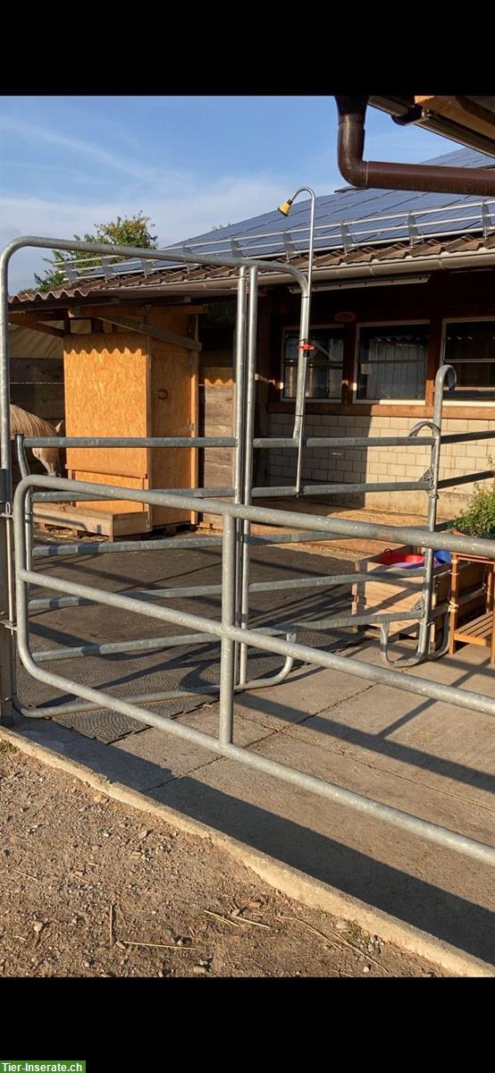 Bild 4: 🐴Pensionsplatz für Shetty oder Pony in 8604 Volketswil zu vergeben