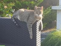 Verschmuster Kater, 11-jährig, sucht ruhigen Lebensplatz