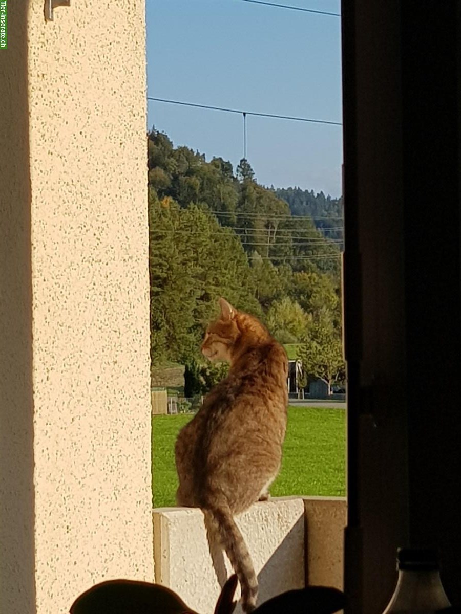 Bild 3: Verschmuster Kater, 11-jährig, sucht ruhigen Lebensplatz