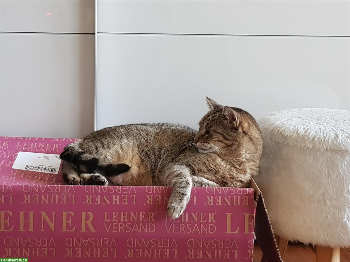 Bild 4: Verschmuster Kater, 11-jährig, sucht ruhigen Lebensplatz