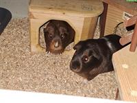 2 Meerschweinchen Kastraten mit Käfig und Zubehör