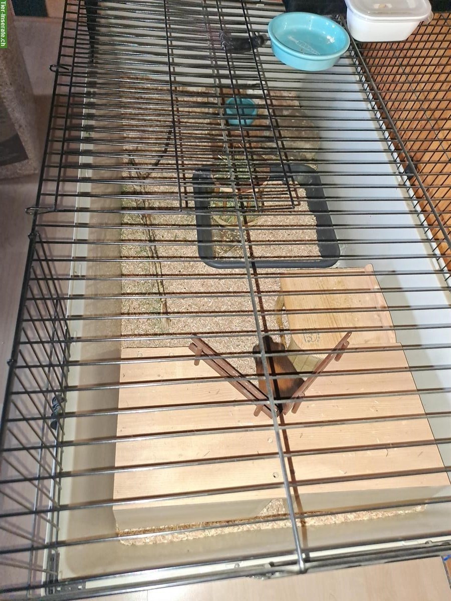 Bild 2: 2 Meerschweinchen Kastraten mit Käfig und Zubehör