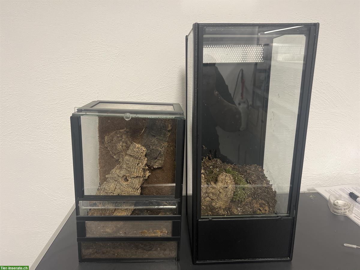 2 Hochterrarien (Glasterrarien) zu verkaufen