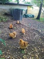 Seidenhühner und Hähne zu verkaufen