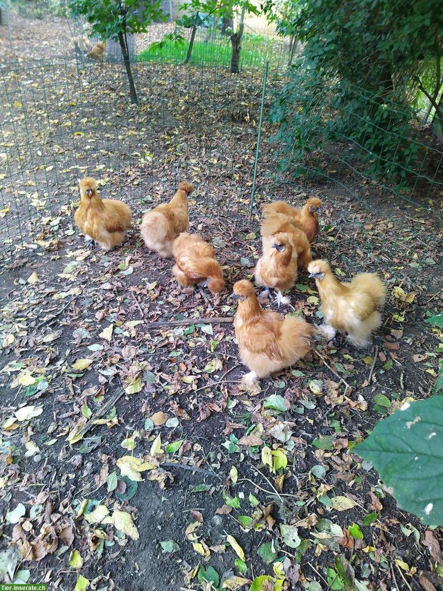 Bild 2: Seidenhühner und Hähne zu verkaufen