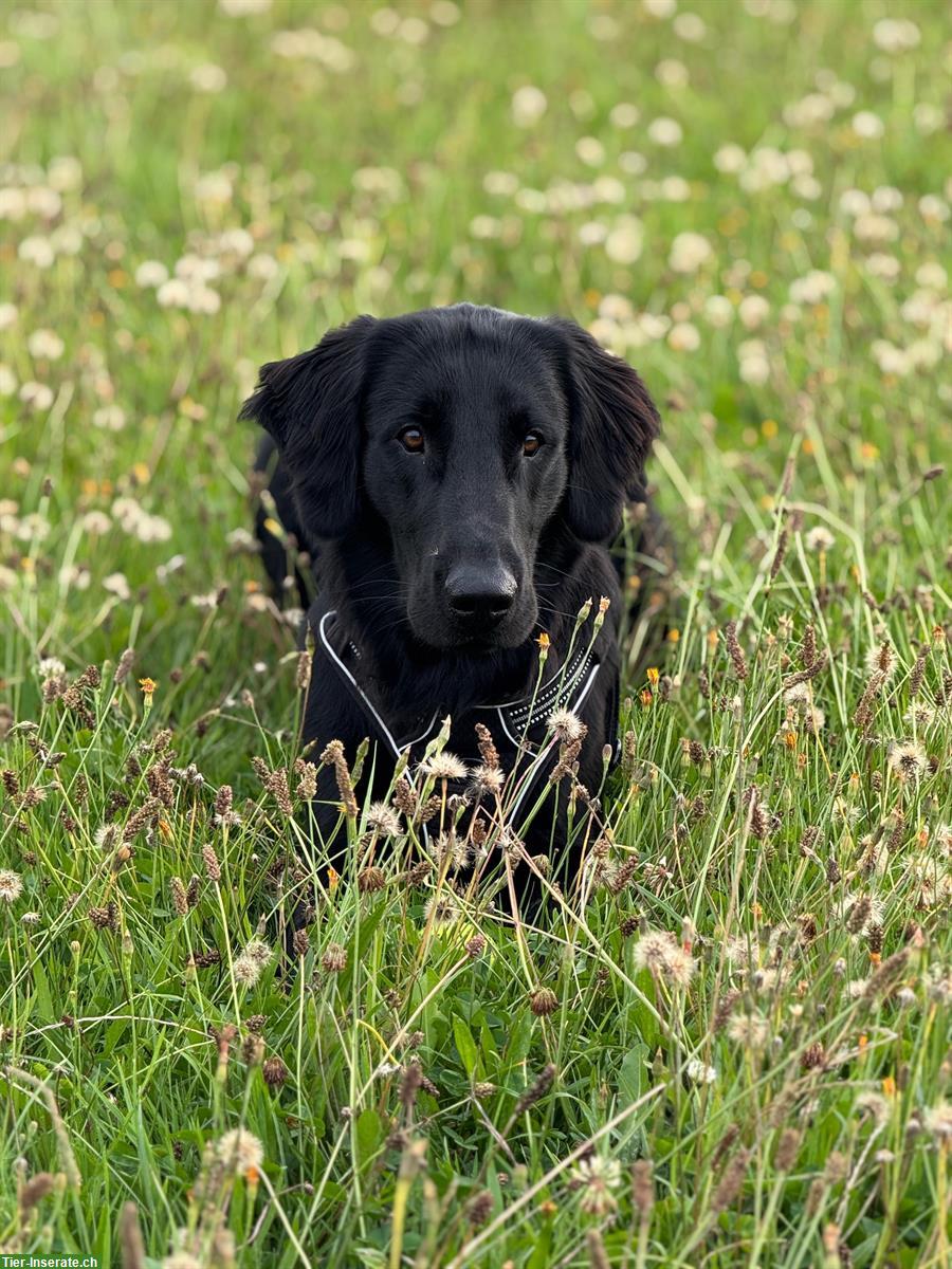 Flat Coated Retriever Rüde, unkastriert, kinderlieb