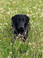Flat Coated Retriever Rüde, unkastriert, kinderlieb