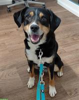 Liebe Mischlingshündin, Appenzeller x Border Collie