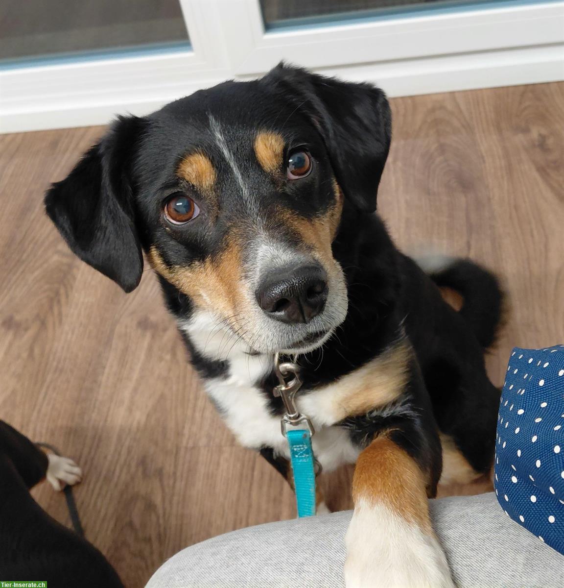 Bild 2: Liebe Mischlingshündin, Appenzeller x Border Collie