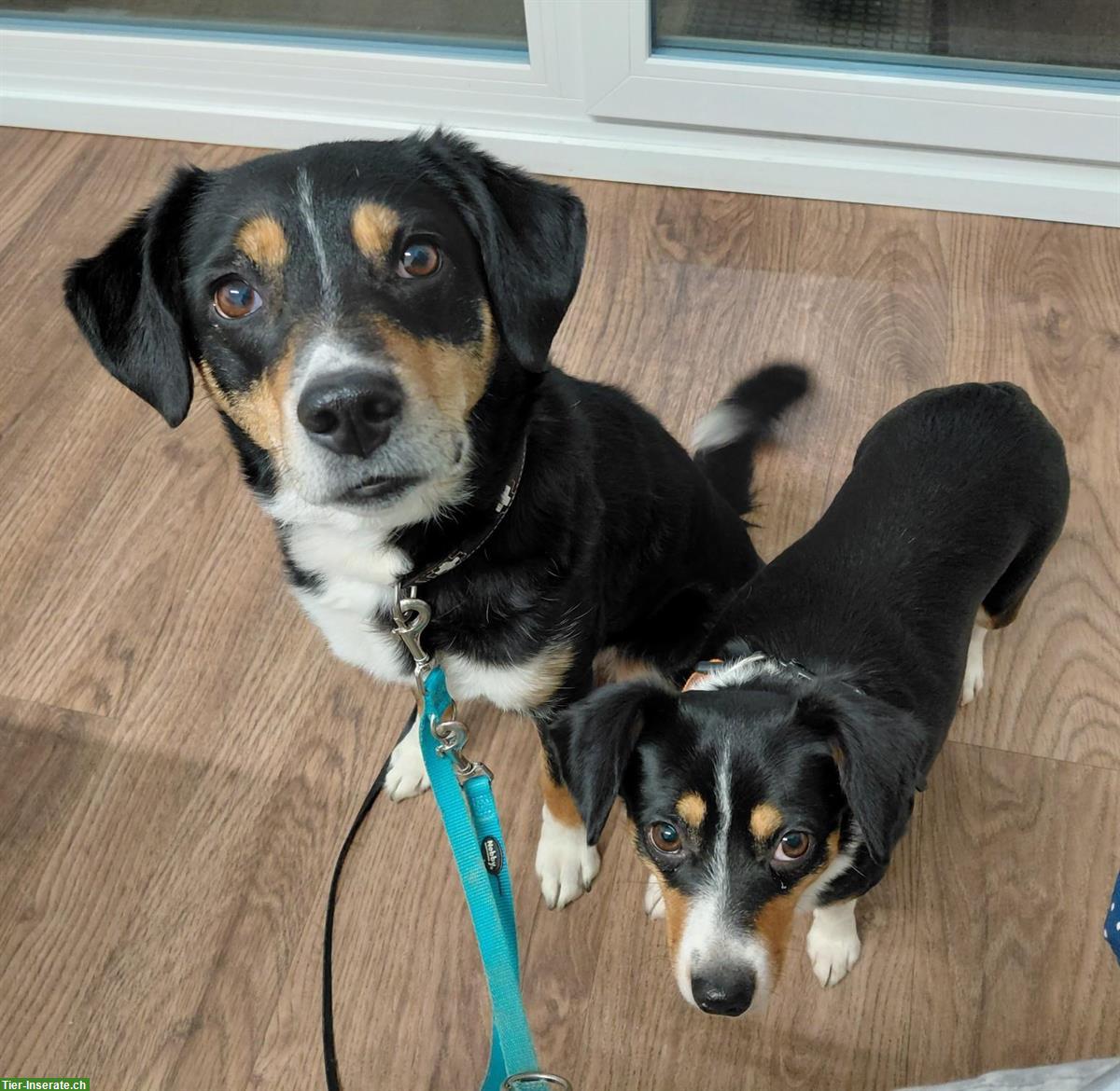 Bild 3: Liebe Mischlingshündin, Appenzeller x Border Collie