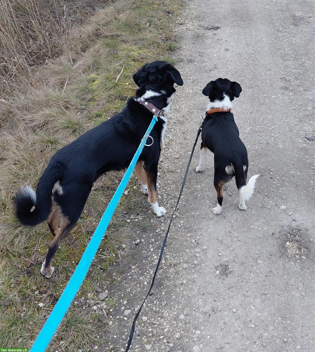 Bild 4: Liebe Mischlingshündin, Appenzeller x Border Collie