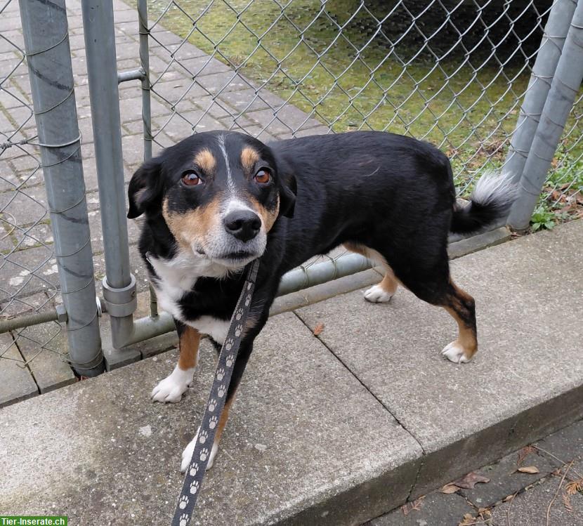 Bild 5: Liebe Mischlingshündin, Appenzeller x Border Collie