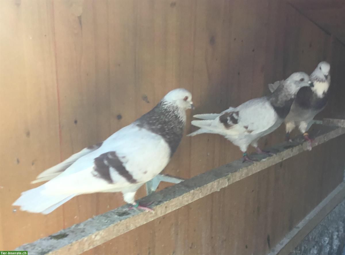 Cauchois Tauben Rotfahl zu verkaufen