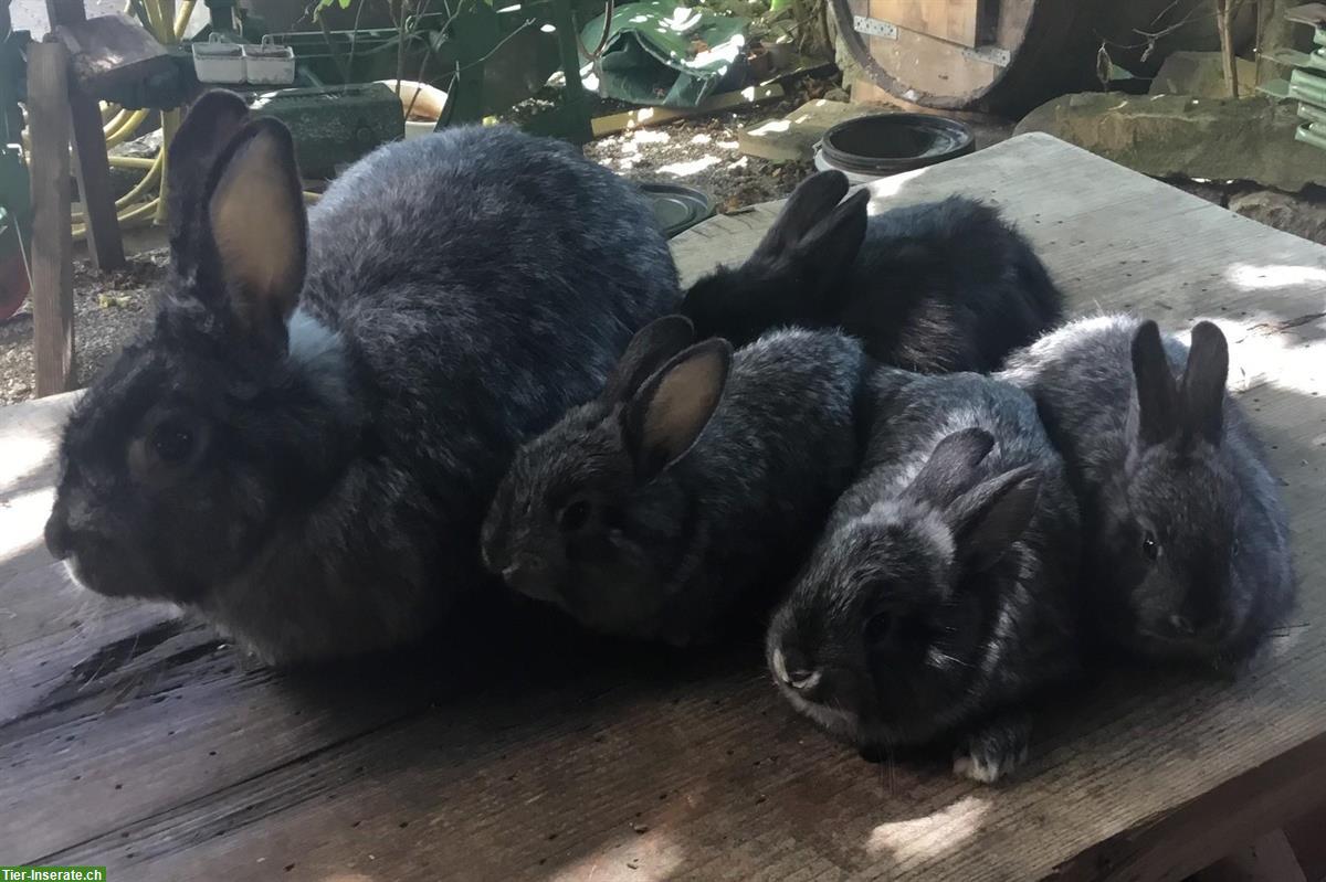 Schweizer Fuchskaninchen, chinchillafarbig abzugeben