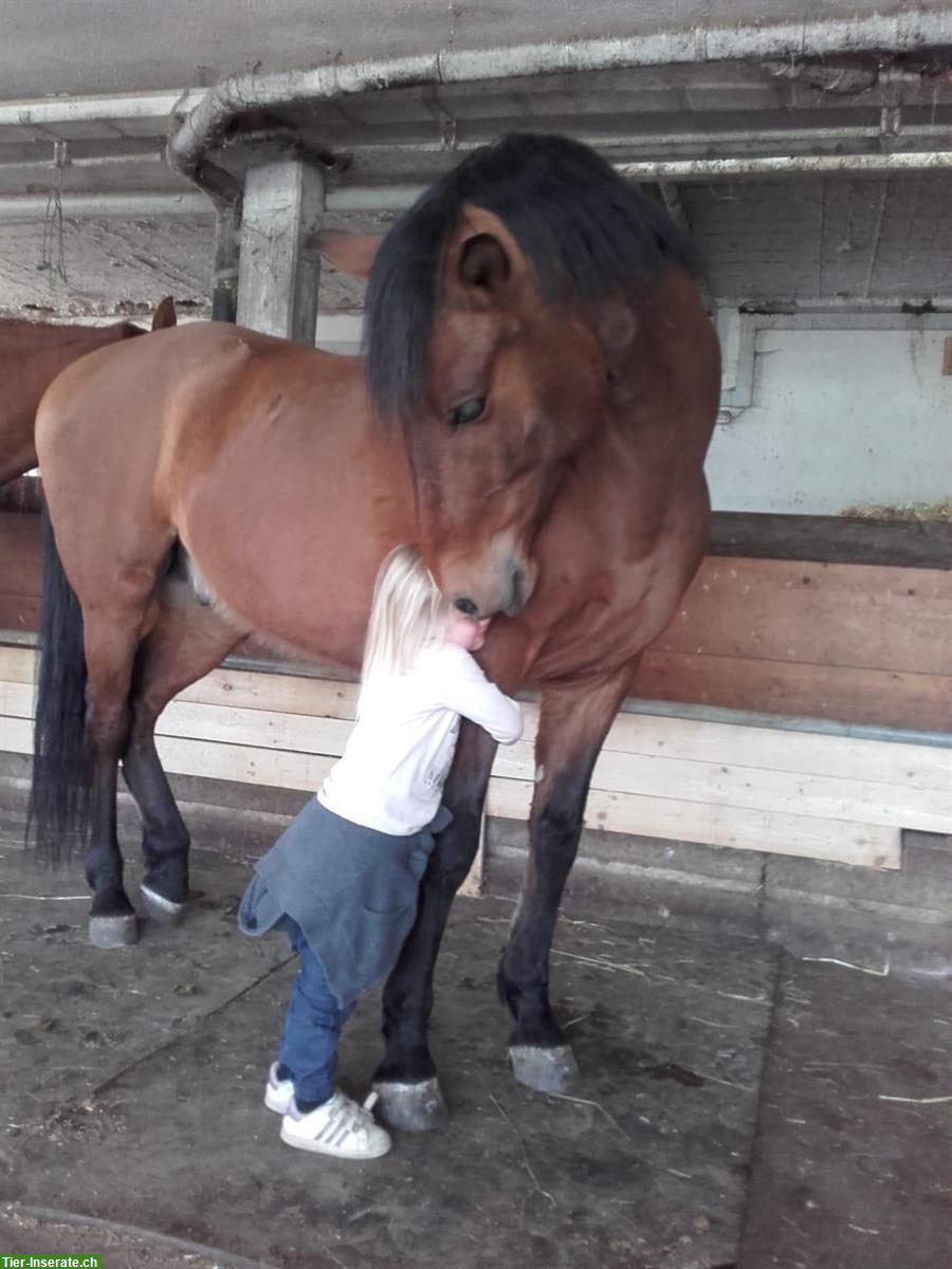 Andalusier Wallach, toller Freizeitpartner sucht Lebensplatz