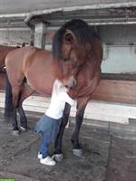 Andalusier Wallach, toller Freizeitpartner sucht Lebensplatz